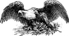 eagle.jpg